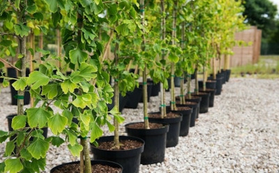 Кто в осень сажает — тот урожай раньше снимает: какие культуры будут рады подзимнему севу