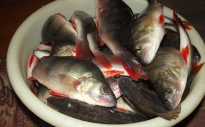 Маленькая наживка — большой улов: хитрости, которые обеспечат незабываемый клев