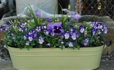 Осенний балкон в цветах: как создать уют и продлить цветение до морозов