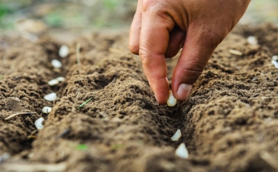Чтобы весной сад утопал в красках — потрудитесь осенью: какие многолетники стоит сажать под зиму