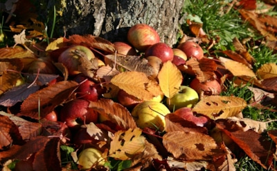 Яблоня готовится к зиме: проверенные народные рецепты подкормки для сильного дерева