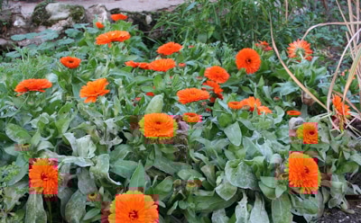 Сад, который растет сам: эти многолетники создадут красоту на участке без вашего участия