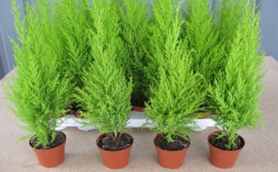 Комнатное чудо с пахучей хвоей: как ухаживать за лимонным кипарисом, чтобы дольше наслаждаться ароматом