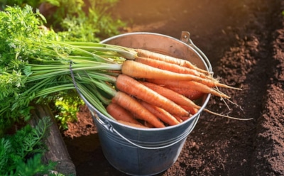 Последний шанс для урожайных грядок: как не опоздать со сбором и сохранить вкус