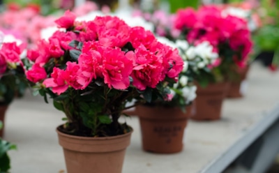 Тепличные принцессы в квартирной неволе: как спасти азалии и цикламены после покупки