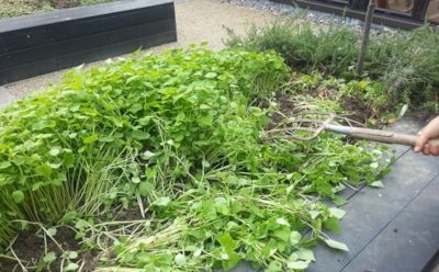 Осенняя магия для огорода: как наполнить почву силой для будущих урожаев