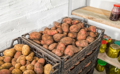 Картофель лежит до весны без потери качества: секреты хранения на балконе и народные хитрости