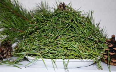 Экологично и просто: найдено эффективное оружие против личинок, портящих корнеплоды — и никакой химии