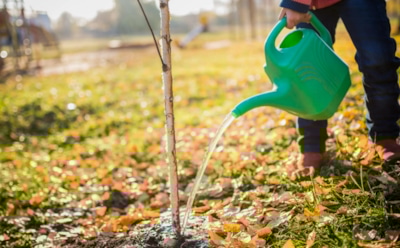 Осенний полив без ошибок: как сохранить овощи и деревья при первых холодах