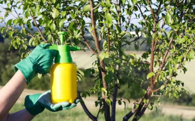 Защита плодовых деревьев осенью: как и чем правильно обработать сад для будущего урожая