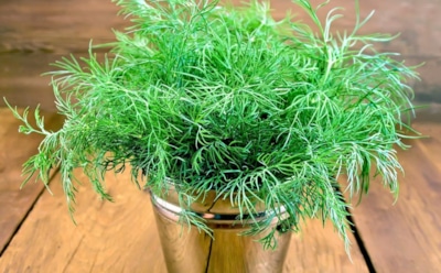 Октябрь — волшебное время для укропа: как получить ароматную зелень, пока земля еще теплая