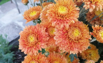 Садовая магия поздней осени: эти многолетники держат цветы до самых холодов