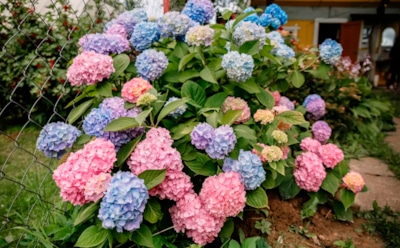Осенью гортензия требует особой заботы: как правильно подготовить цветы к наступающей зиме