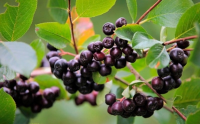 Корни в снегу, урожай в ладони: секреты осенней посадки черноплодной рябины