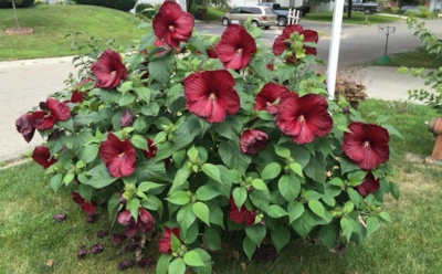 Теплолюбивый садовый цветок под контролем: как уберечь гибискус от морозов