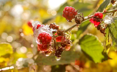 Готовим малину к морозам правильно: проверенные лайфхаки для ягодного изобилия