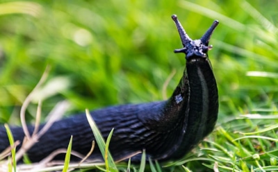 Слизни не переживут октябрь: простые препараты, которые спасут сад от весеннего нашествия