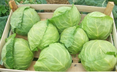 Не спешите хвататься за нож — осенью важно время: когда срезать капусту без потерь