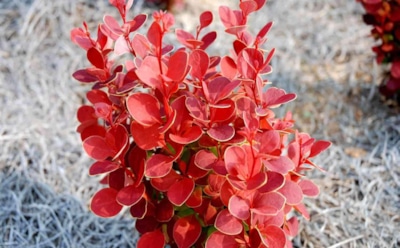 От любимцев до изгоев: какие кустарники разочаровали садоводов и почему