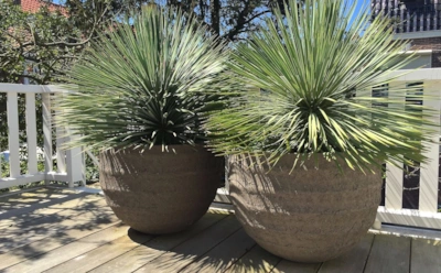 Пальма понарошку — тропики по-настоящему: секреты здоровой юкки для городских квартир