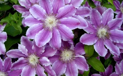 Клематис переживет любую зиму: эти осенние шаги обеспечат весной море цветов