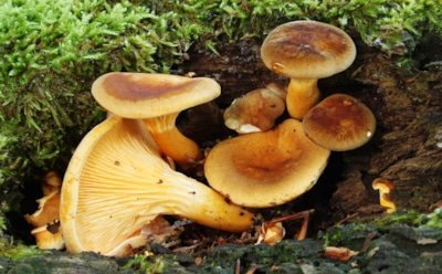 Не все грибы одинаково полезны: миколог рассказал, как распознать первые признаки отравления