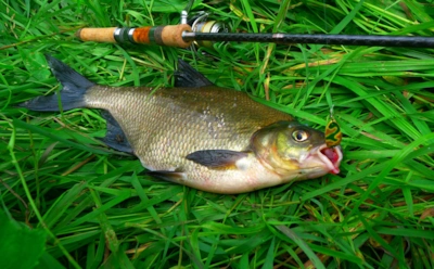 Запах, на который клюет все живое: бывалые рыбаки раскрыли секрет уловистой прикормки