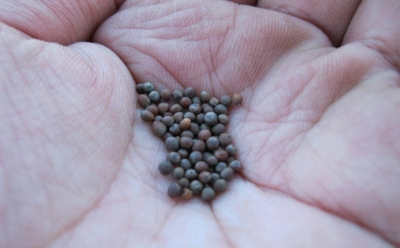 Пока другие ждут тепла — вы действуйте: подзимний посев капусты опередит весну и насолит вредителям