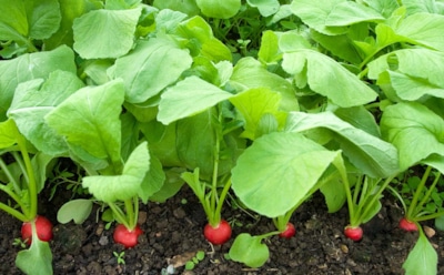 Когда редис работает, а не растет: почему умные садоводы сеют его перед зимой