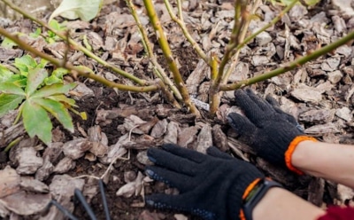Когда листья опали — время действовать: осенняя подготовка роз, от которой зависит весеннее цветение