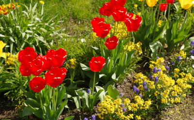 Весна начинается зимой: как правильно хранить луковицы тюльпанов, чтобы они зацвели без потерь