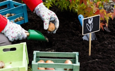 Сажать осенью или ждать весны: где проходит грань между пользой и вредом для растений