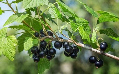 Осень весну кормит: что сделать в октябре, чтобы в новом году смородина вышла крупной и урожайной