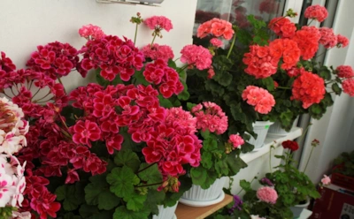 Подвал, подоконник и немного заботы: 3 способа сохранить пеларгонии до нового сезона