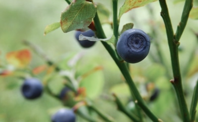 Черника ждет заботы: осенние шаги, без которых кусты не переживут зиму
