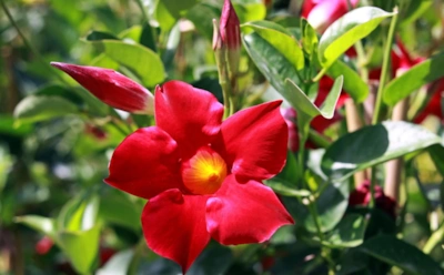 Южная капризуля против мороза: как уберечь мандевиллу и подготовить ее к весеннему пробуждению