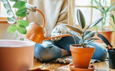 Сладкий допинг и грибной бульон: чем подкармливают комнатные растения опытные цветоводы