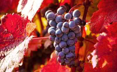 Осень в винограднике: как укрепить лозу и сохранить вкус будущего урожая