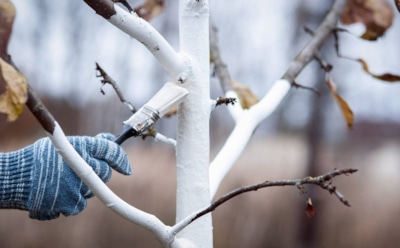 Не красоты ради, а защиты для: зачем белить деревья и как делать это без ошибок