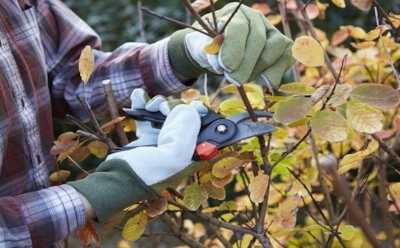 Стрижка как залог победы: увеличьте будущий урожай косточковых уже этой осенью