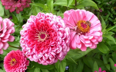 Когда земля дышит холодом — время копать: лучшие цветы для подзимнего сева