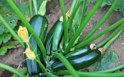 Ни полива, ни ухода — кабачковая стратегия на осень: попробуйте метод, что работает без усилий