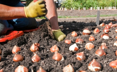 Осенняя закладка весеннего чуда: как посадить тюльпаны и не похоронить их под землей