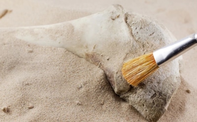 Украшения возрастом 5 миллионов лет: археологи раскрыли тайну избирательности первых ювелиров