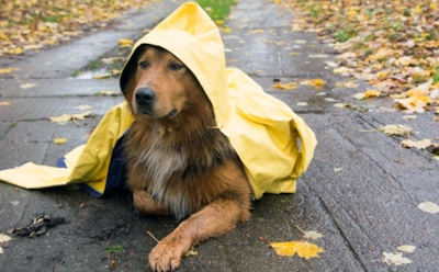 Осенняя мода на четырех лапах: как выбрать дождевик, чтобы собака выглядела стильно и не промокла