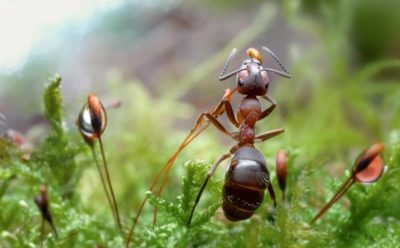 Муравьиный апокалипсис начинается с каши: дешевый трюк, который реально работает на грядках и в теплице