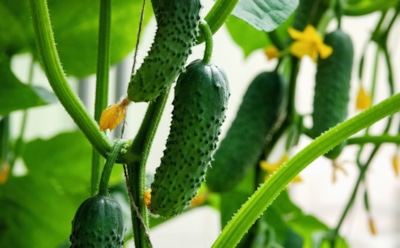 Огурцы до самых заморозков: дачники раскрыли секрет позднего посева и защиты урожая от холода