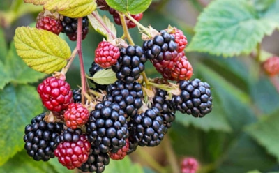 Когда секатор важнее удобрений: обрезка ежевики осенью увеличивает урожай и продлевает жизнь кусту