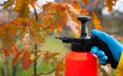 Когда листья падают — время действовать: осеннее опрыскивание, которое избавит от вредителей до весны