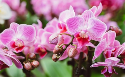 Аспирин вместо удобрений: миф или чудо-средство для ослабленных орхидей